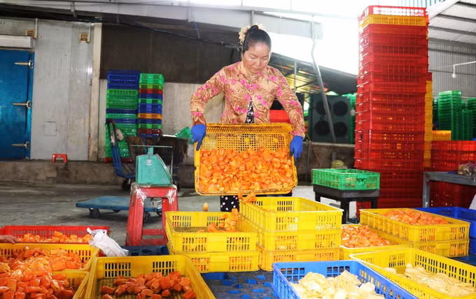 HTX Mỹ Lợi tham gia Dự án Hợp tác xã liên kết hộ nông dân phát triển kinh tế và thoát nghèo bền vững, giải quyết việc làm cho phụ nữ nghèo ở xã Mỹ Lợi, tỉnh Đồng Tháp.