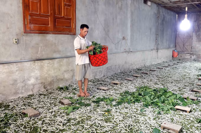 Ông Nguyễn Văn Đồng, thôn 10, xã Tân Long (Tuyên Quang) chăm sóc đàn tằm của gia đình.
