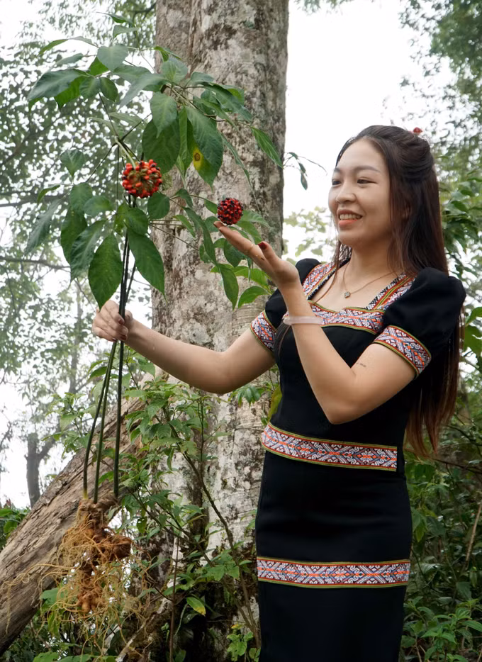 Chị Nguyễn Thị Bình (Hộ kinh doanh Bi Bình, xã Trà Linh, thành phố Đà Nẵng) giới thiệu một cây sâm Ngọc Linh nguyên vẹn từ củ đến cành lá và hoa, được chào bán với giá 7 triệu đồng.