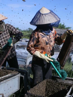 Đưa ong về lấy mật ở Vườn quốc gia Xuân Thủy