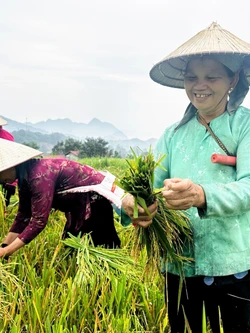 Lúa tẻ nương Hà Giang - Mùa vàng bội thu