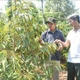 Ông Y Tuyên Kbrông (bên trái), buôn Drai H’ling, xã Hòa Xuân, thành phố Buôn Ma Thuột, tỉnh Đắk Lắk, thường xuyên giúp đỡ, đồng hành cùng người dân phát triển kinh tế. Ảnh: Nguyên Dung - TTXVN