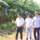 Sản phẩm chuối Gia Lai chinh phục các thị trường khó tính