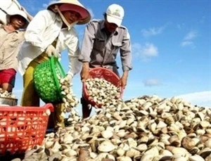 Nghêu biển Trà Vinh được mùa, được giá