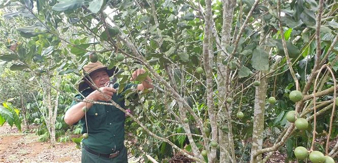 Huyện Kbang phát triển kinh tế từ trồng xen canh cây mắc ca