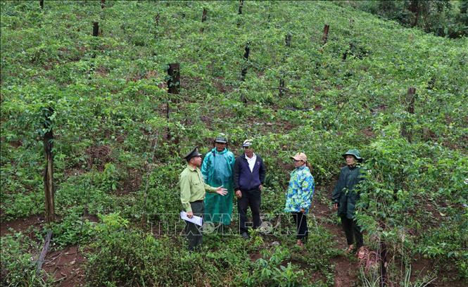 Gia Lai linh động nhiều biện pháp giữ rừng