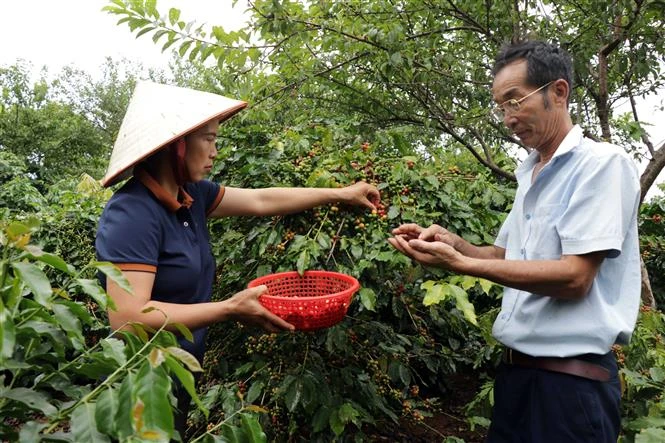 Nâng tầm giá trị thương hiệu cà phê Arabica Sơn La