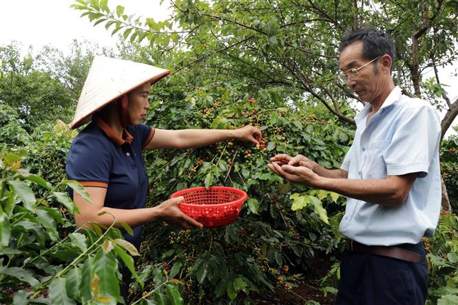 Nâng tầm giá trị thương hiệu cà phê Arabica Sơn La