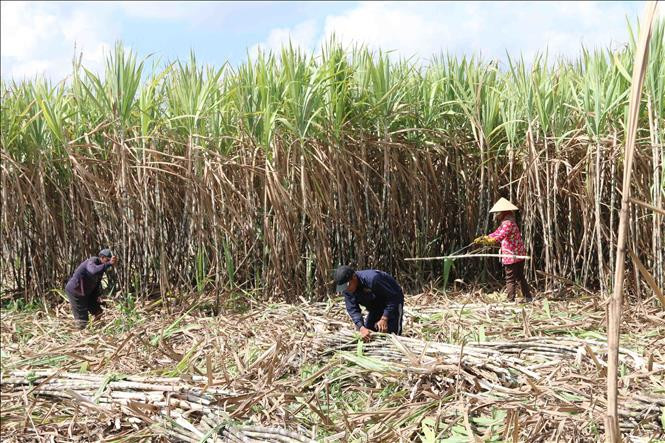 Trà Vinh hỗ trợ nông dân trồng mía chuyển đổi sản xuất
