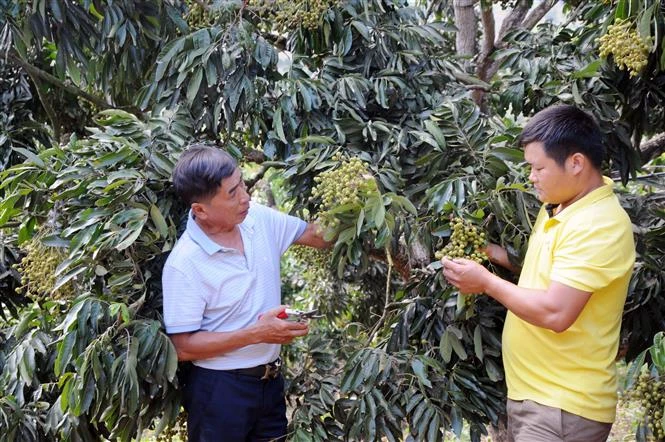 Khẳng định thương hiệu nhãn Sông Mã