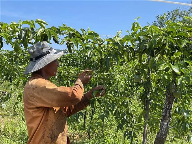 Người dân Quảng Trị chăm sóc cây chanh leo. Ảnh: Thanh Thủy-TTXVN