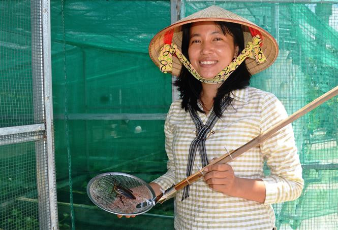 Chị Nguyễn Thị Lan khởi nghiệp thành công với mô hình nuôi cà cuống