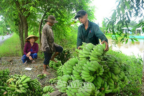 Cà Mau tăng giá trị cho sản phẩm chuối