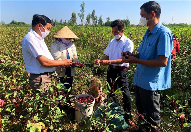 Triển vọng phát triển kinh tế từ cây atiso đỏ ở Thừa Thiên - Huế