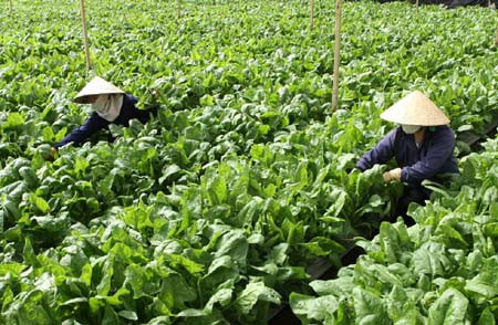 Ứng dụng khoa học trong chuyên canh rau an toàn