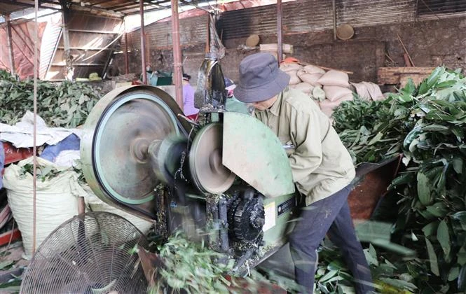 Cây quế đem lại thu nhập cao cho đồng bào vùng Định Hóa
