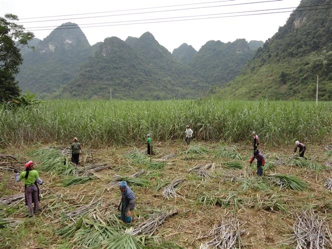 Người dân vùng trồng mía nguyên liệu thu hoạch mía. Ảnh: Chu Hiệu - TTXVN