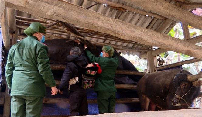 Rét hại tăng cường, Lào Cai đôn đốc nhân dân phòng tránh rét cho cây trồng, vật nuôi