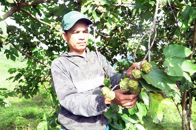 Sinh kế mới tăng thu nhập cho người dân miền núi Quảng Trị 
