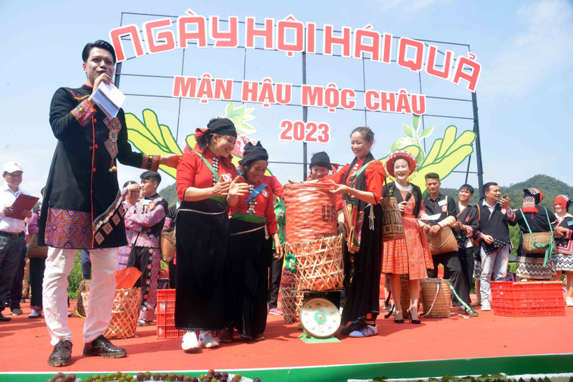 Các đội tham gia thi hái mận tại Ngày hội hái quả mận hậu Mộc Châu năm 2023. Ảnh: Quang Quyết-TTXVN
