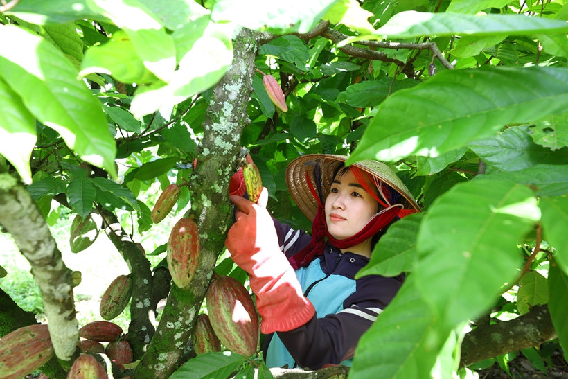Đắk Lắk phát triển nông sản chủ lực nâng cao đời sống nhân dân
