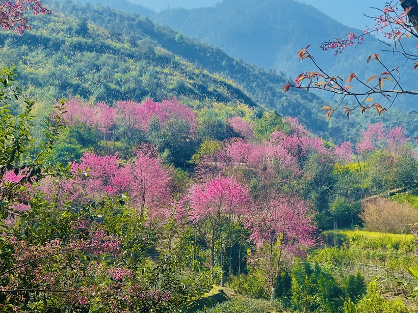 Hoa Tớ dày “say” lòng du khách