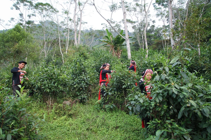 Hà Giang chú trọng quản lý và phát triển chỉ dẫn địa lý “Hà Giang” cho các sản phẩm chè Shan Tuyết