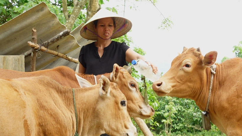 Bộ đội Biên phòng Quảng Trị hỗ trợ cây, con giống để người dân phát triển kinh tế. Ảnh: Thanh Thủy - TTXVN