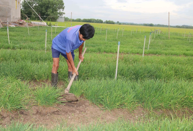 Trà Vinh chuyển đổi đất trồng mía sang cây trồng khác cho lợi cao