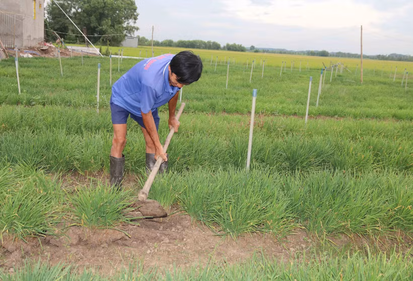 Trà Vinh chuyển đổi đất trồng mía sang cây trồng khác cho lợi cao