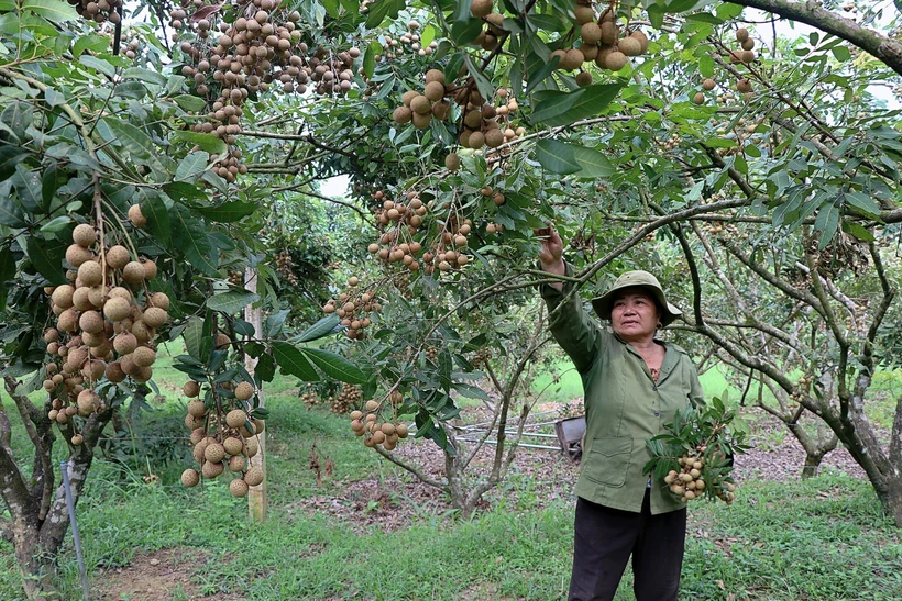 Tìm đầu ra ổn định cho nhãn Sơn Thủy