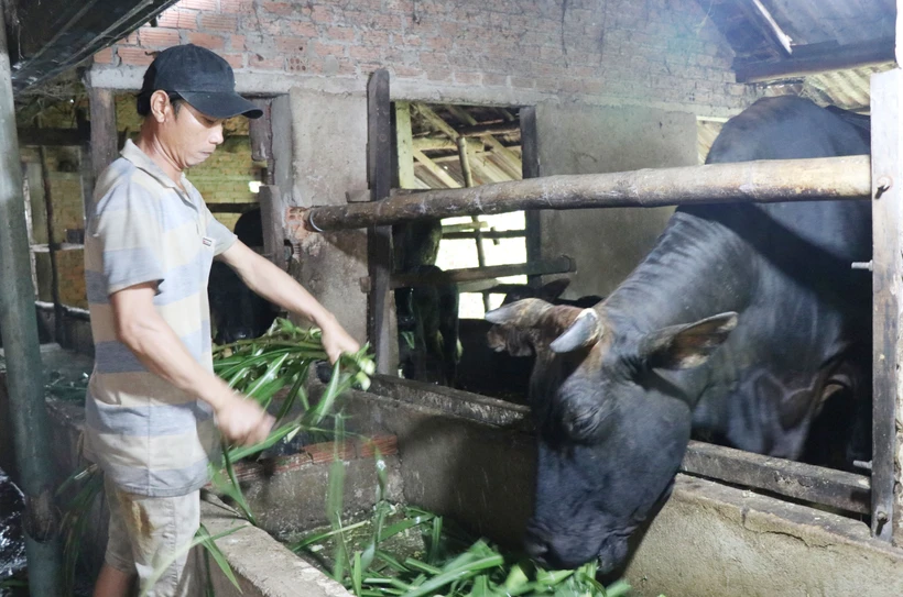 Chương trình mục tiêu Quốc gia giúp vùng núi Quảng Ngãi giảm nghèo nhanh, bền vững