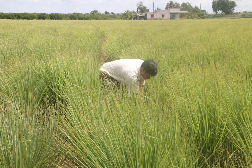 Nông dân ở Tiền Giang chuyển đất lúa một vụ nhiễm mặn sang chuyên canh sả cho hiệu quả cao
