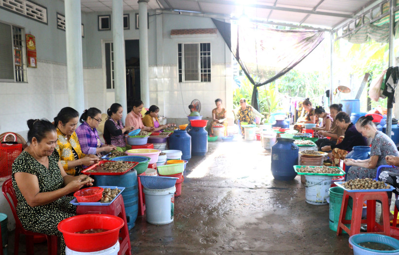 Phụ nữ Vĩnh Long giúp nhau khởi sự kinh doanh, vươn lên thoát nghèo
