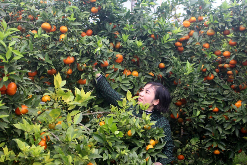 Vựa cam xứ Thanh vào mùa thu hoạch Tết