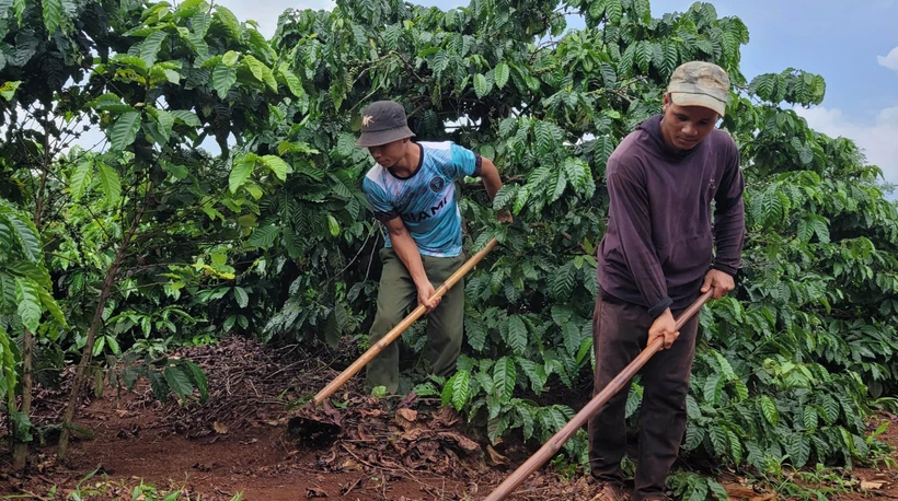 Mô hình cà phê gây quỹ giúp hộ nghèo Gia Lai phát triển sản xuất