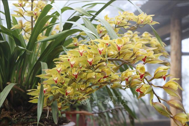 Muôn sắc hoa chào đón Xuân Tân Sửu
