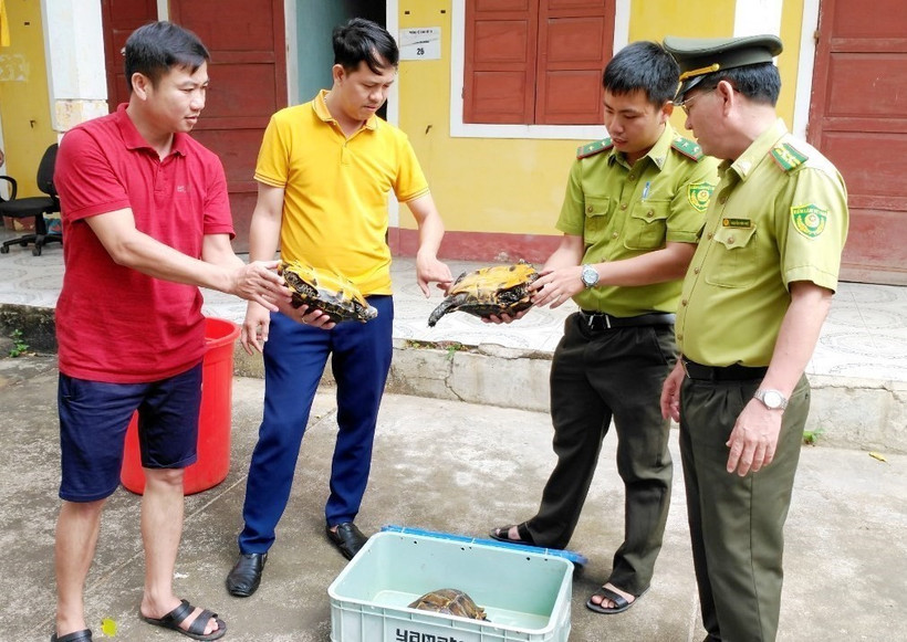 Quảng Bình tiếp nhận 3 cá thể rùa núi viền quý hiếm, nguy cấp cần được bảo vệ