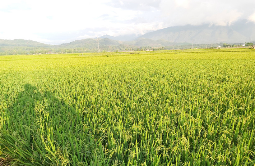 Phát triển thương hiệu gạo Séng Cù Mường Lò