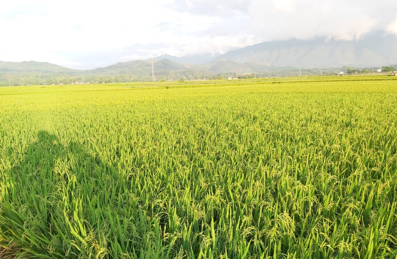 Phát triển thương hiệu gạo Séng Cù Mường Lò