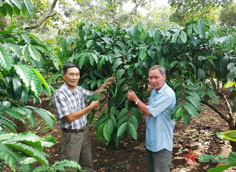Cựu chiến binh góp phần phát triển kinh tế địa phương