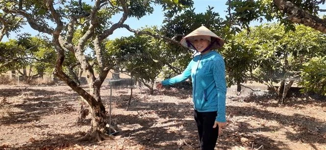 Công nghệ tưới tiết kiệm giúp tăng năng suất cây trồng từ 6 - 15%