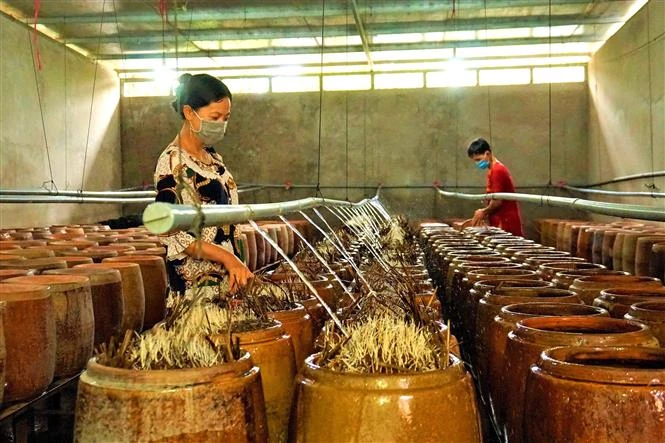 Nghề làm giá đỗ đem về nguồn thu cho chị Nguyễn Thị Hồng Nhung ở quận Ô Môn (Cần Thơ) mỗi năm trên 300 triệu đồng. Ảnh: Thu Hiền - TTXVN