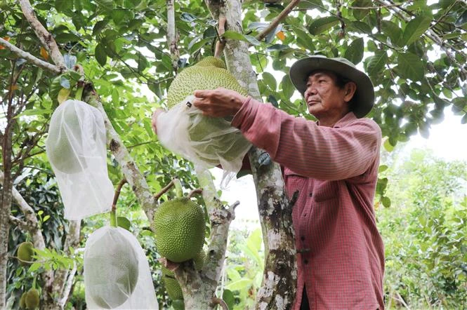 Hiệu quả từ những vườn mẫu nông thôn mới ở Phú Yên