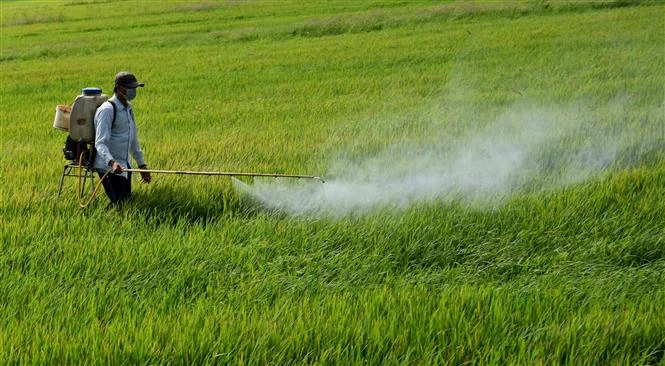 Bình Định phòng trừ sâu bệnh gây hại cho lúa Đông Xuân