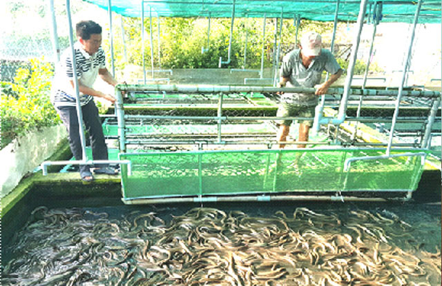 Nhân rộng mô hình nuôi lươn không bùn trong bể xi măng