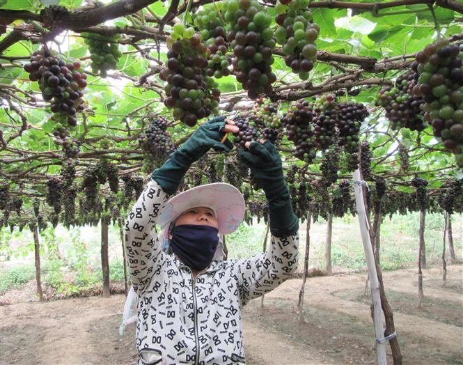Ứng dụng công nghệ cao vào sản xuất và chế biến nho