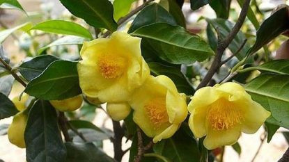 Bảo tồn, phát triển hai loài dược liệu quý ở miền núi Thanh Hóa