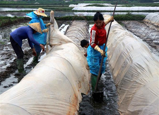 Các biện pháp phòng, chống rét cho cây trồng, vật nuôi