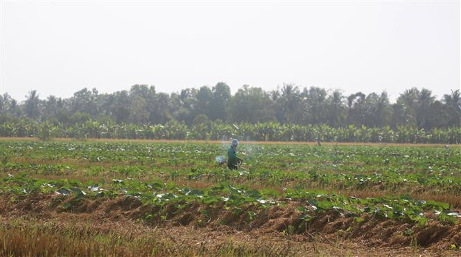 Gỡ khó để vùng ngọt hóa Cà Mau phát triển bền vững